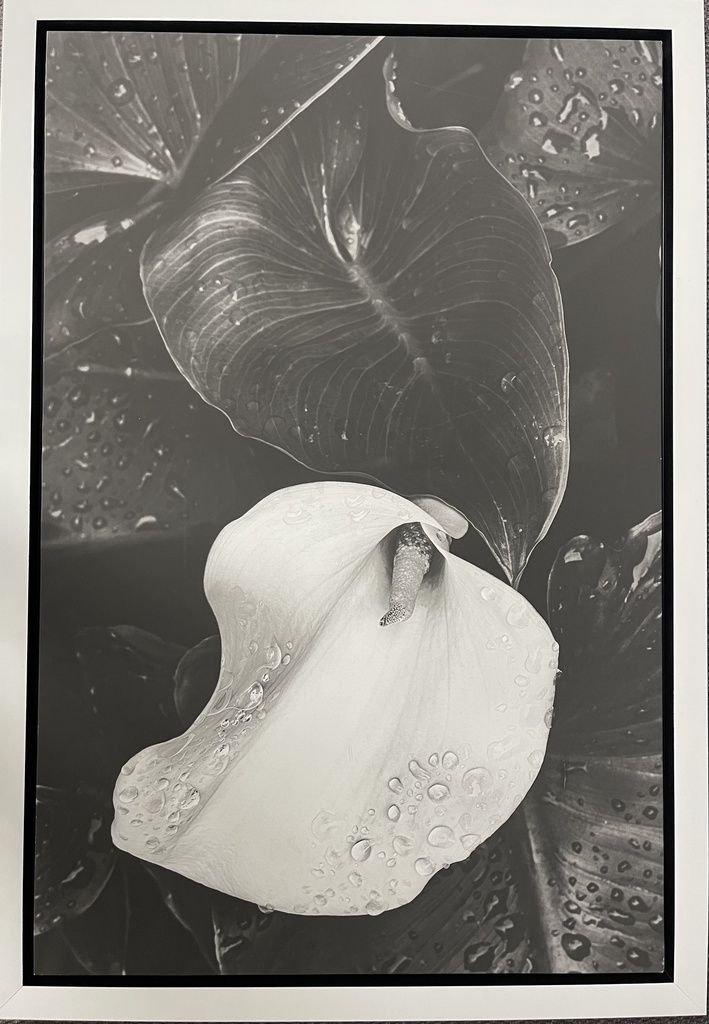 Prints Framed - Black & White Flower (813x1220) - 1095A