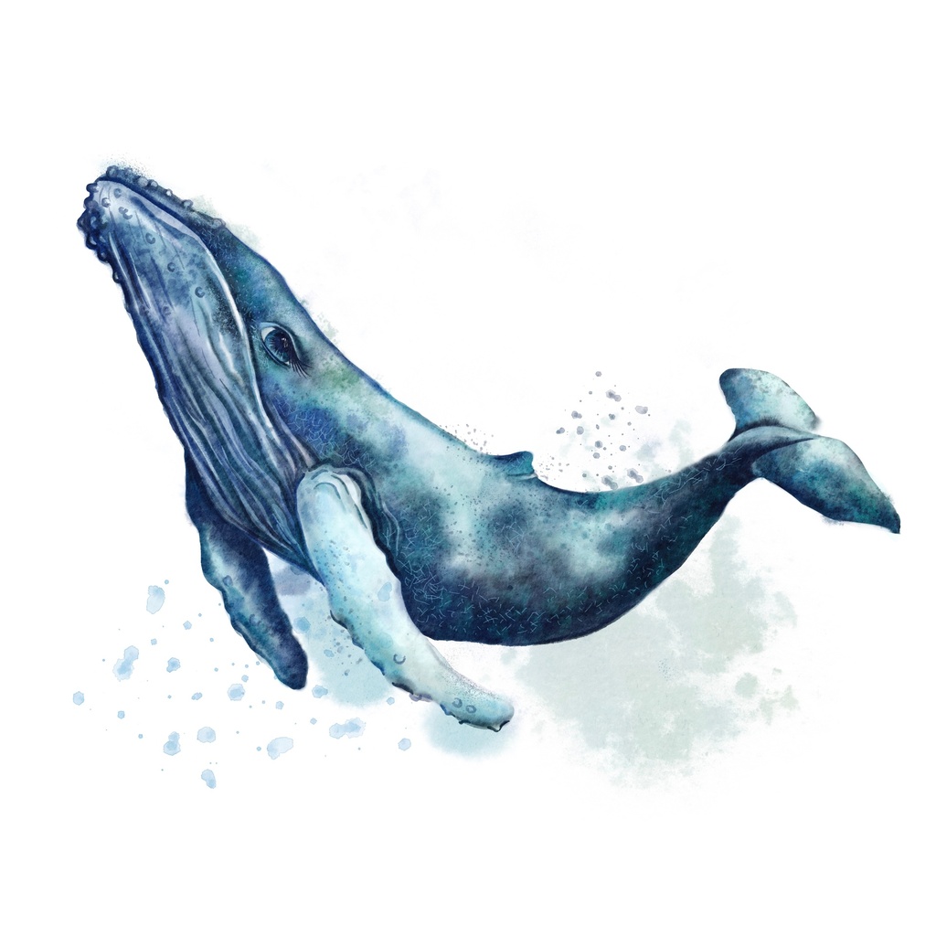 Prints On Canvas Whale 1000X1000mm