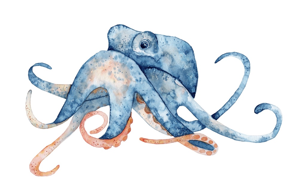 Print On Canvas Octopus 1000X1000mm