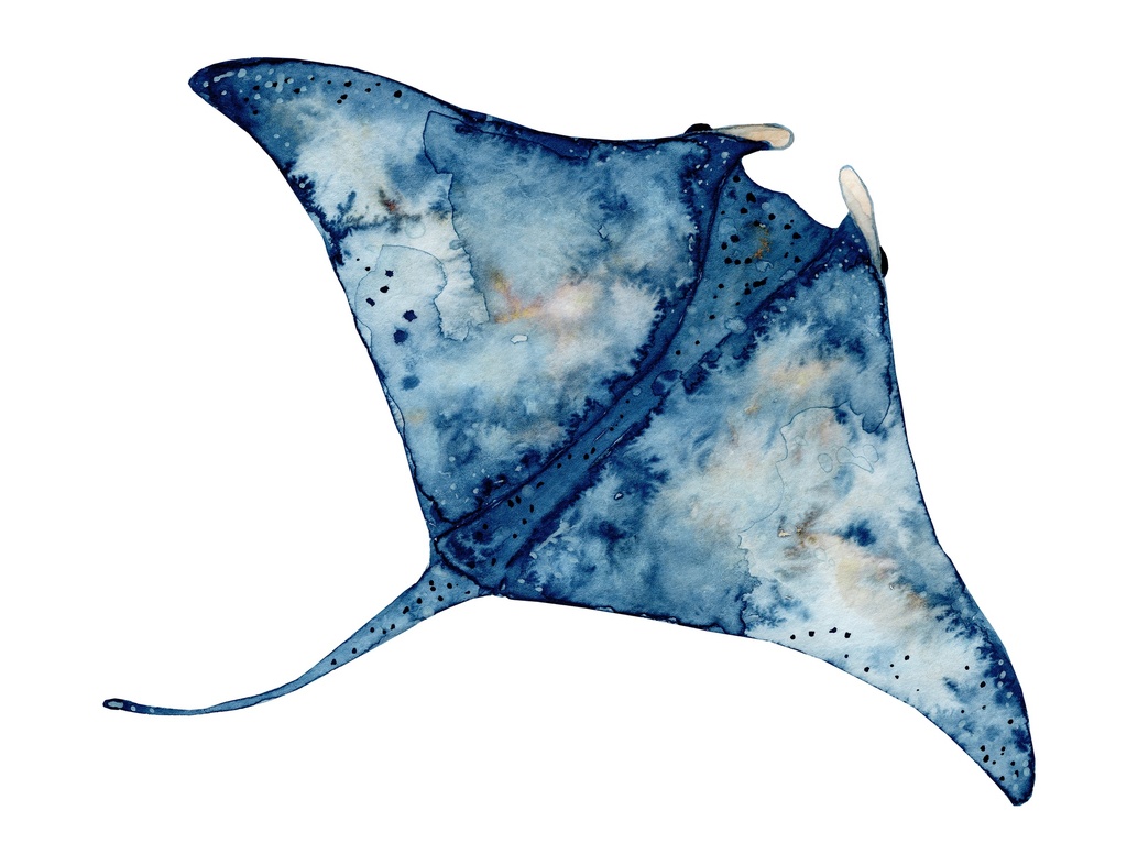 PRINT ON CANVAS STINGRAY 1000X1000MM
