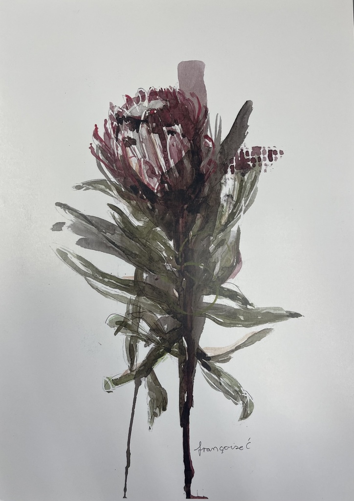 ORIGINAL ART FRAMED FLOWER PROTEA  300X450MM