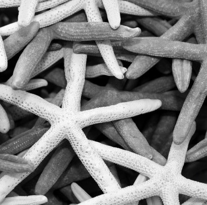 Print On Canvas Shells Iii 550X550mm