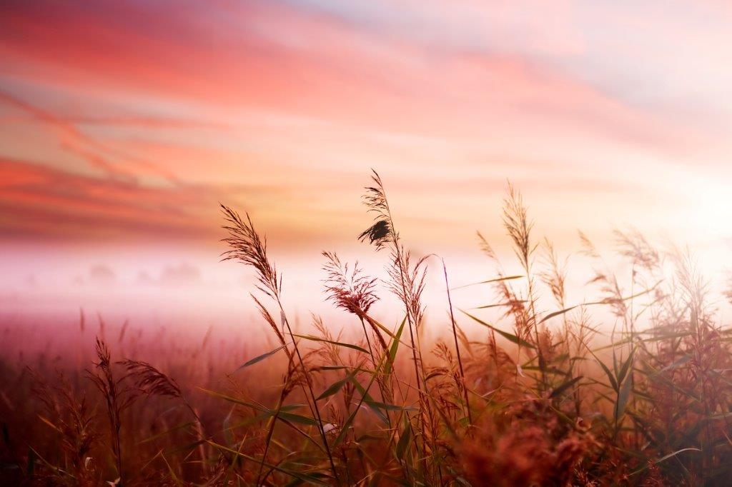 Print on Canvas - Grass Field -  (1220x813)