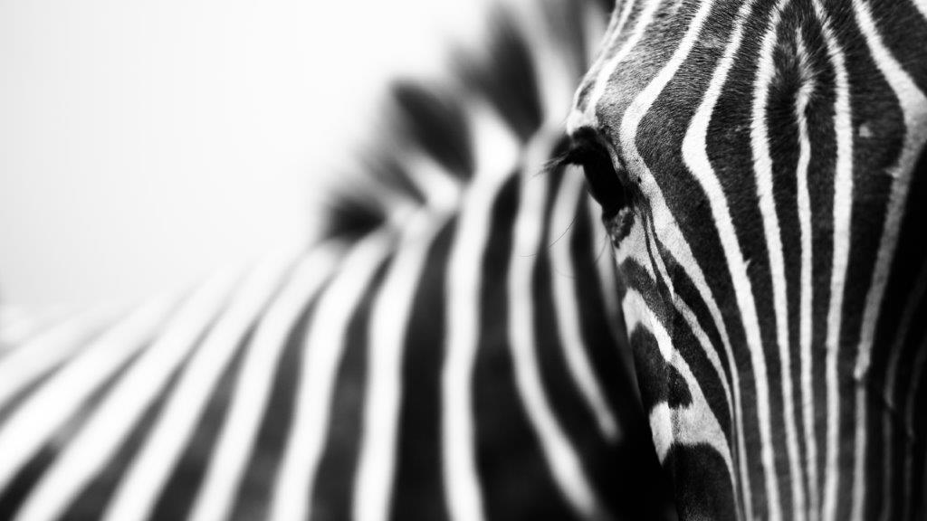 PRINT ON CANVAS ZEBRA BLACK & WHITE 1200X800MM