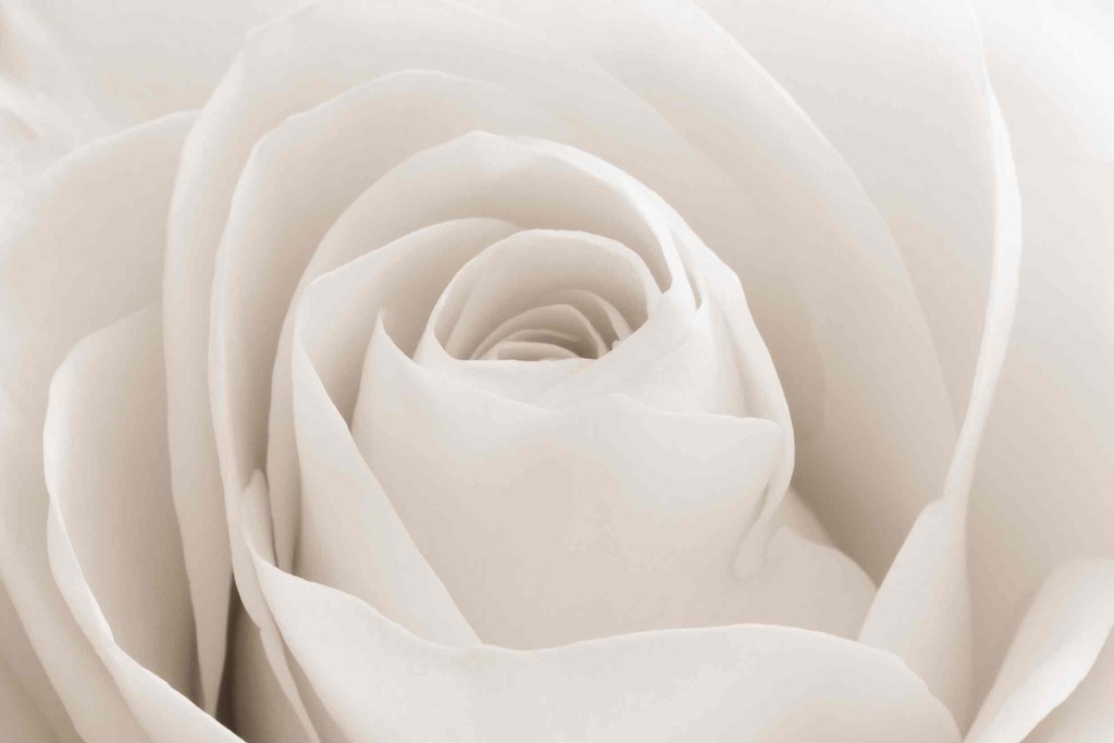 Print On Canvas White Rose 1200X800mm