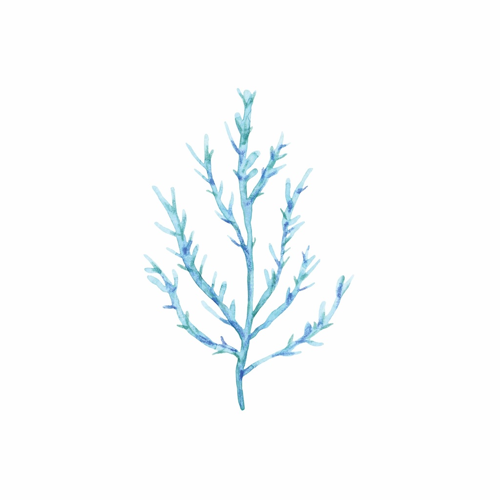 Print On Canvas Coral Iii 400X400mm