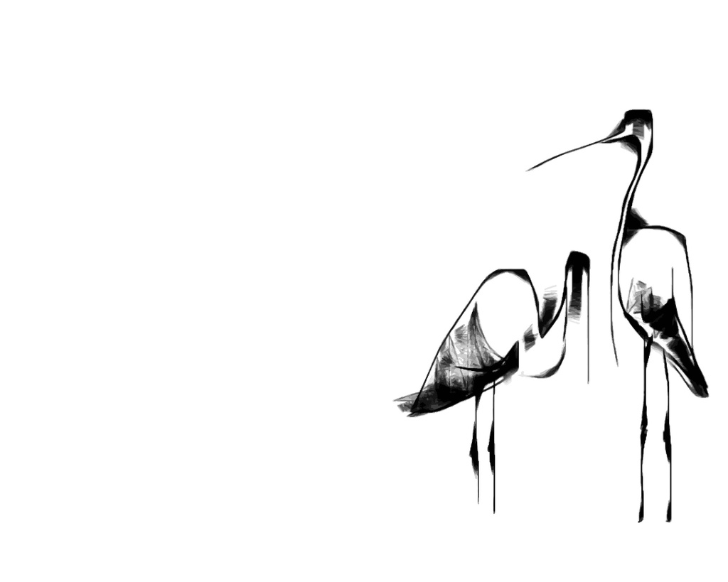 Print On Canvas Birds Black & White  1200X800mm
