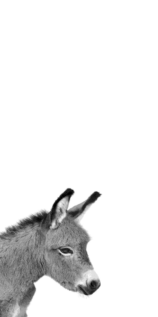 Print On Canvas Donkey 400X800mm