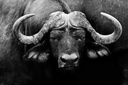 PRINT ON CANVAS -AFRICAN CAPE BUFFALO (1200 X 1800) - 1095H FRAMED