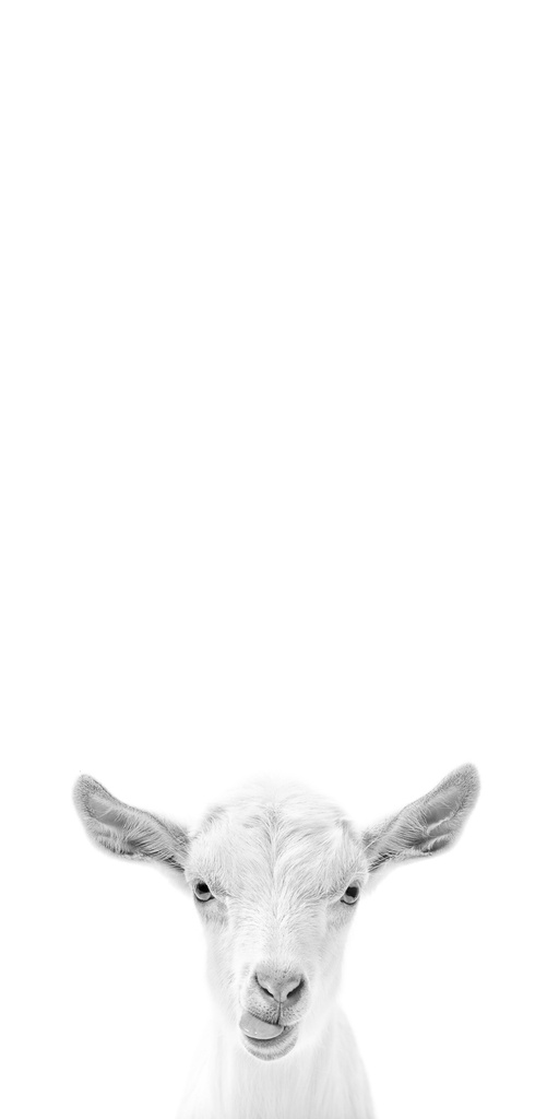 Print On Canvas Goat 400X800mm