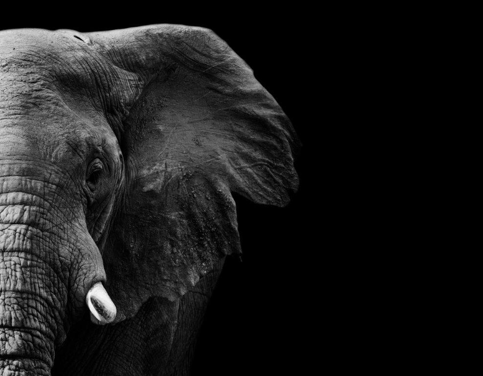 Print On Canvas Elephant Black & White 1200X800mm