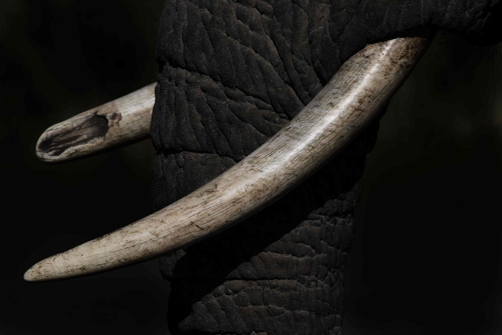 PRINT ON CANVAS ELEPHANT TUSKS 1200X800MM