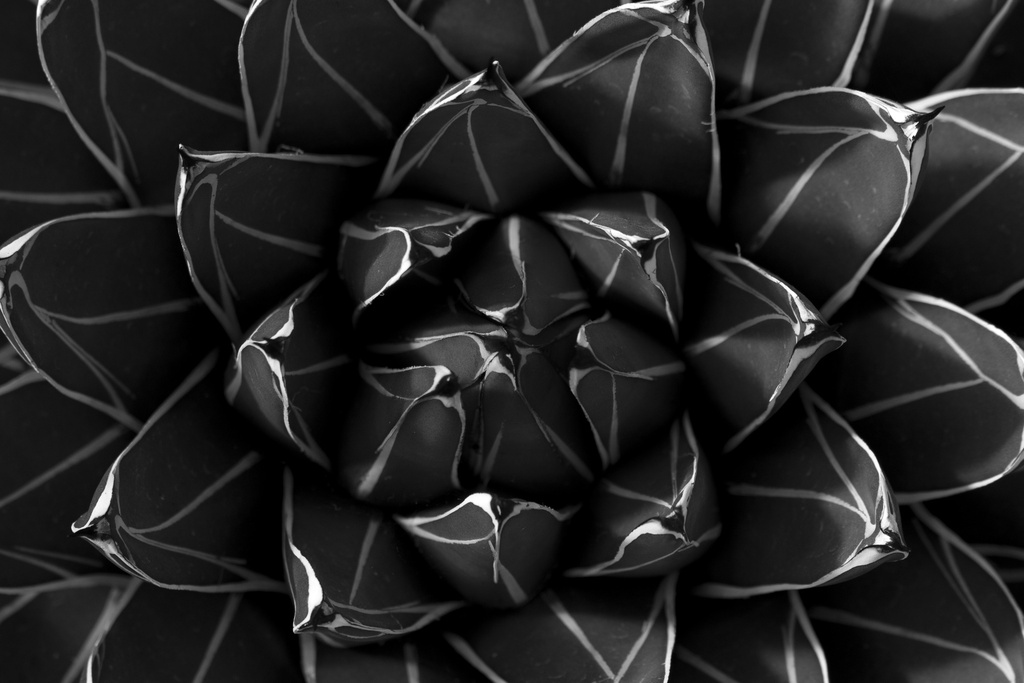 Print On Canvas Cactus Black & White 1200X800mm