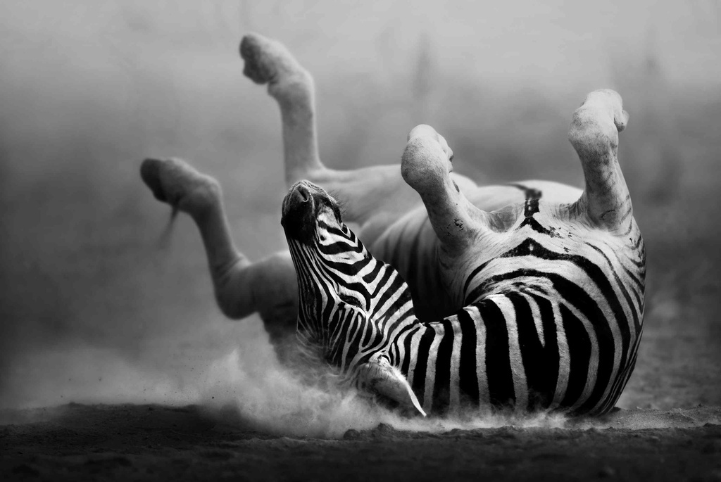 Print On Canvas Zebra Rolling In Dust 1200X800mm