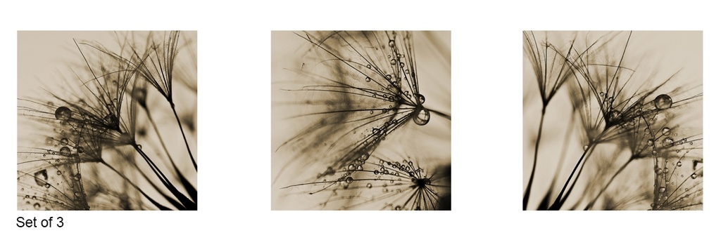 PRINT ON CANVAS DANDELIONS 600X600MM