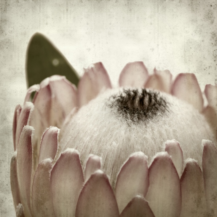 AS084-47 - CLOSE UP PROTEA 800 X 800