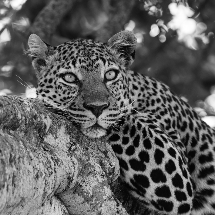 Print Leopard 750X750mm
