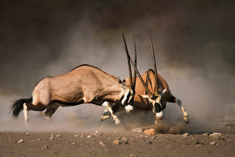 Prints On Canvas Two Male Gemsbok 1200X1800mm