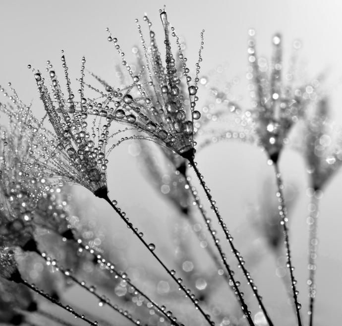 Print On Canvas Reeds Frost I 600X900mm