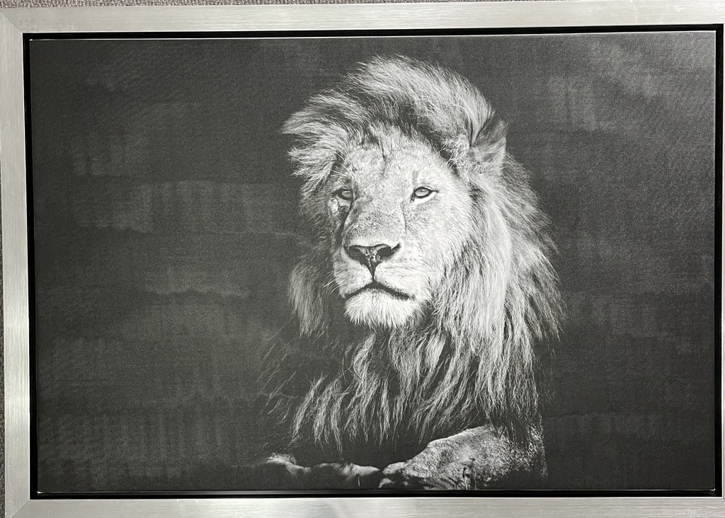 Print On Canvas Male Lion 1200X800mm