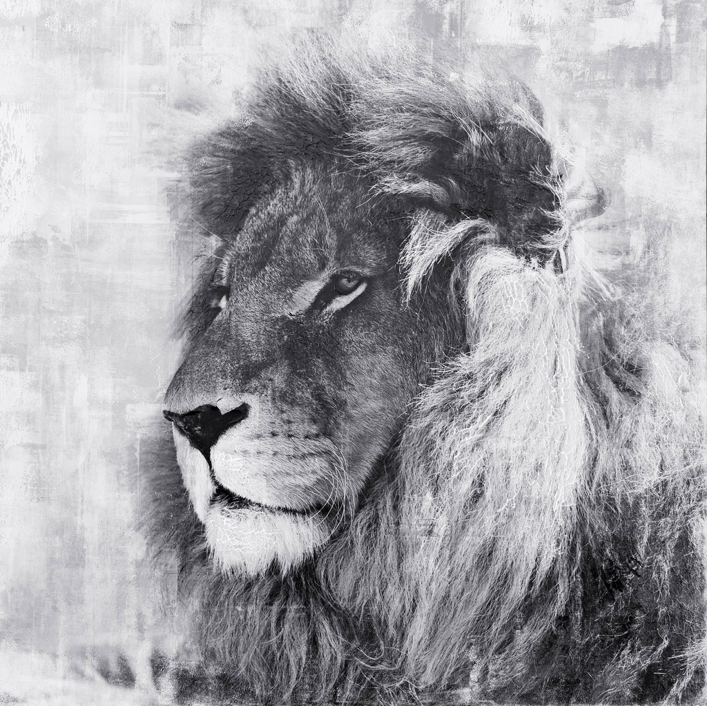 OIL ON CANVAS LION 1000X1000MM