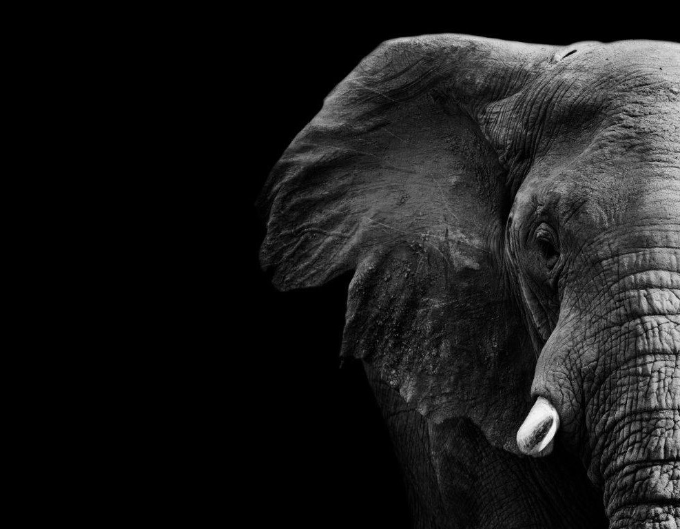 Print On Canvas Elephant Black & White 1200X800mm