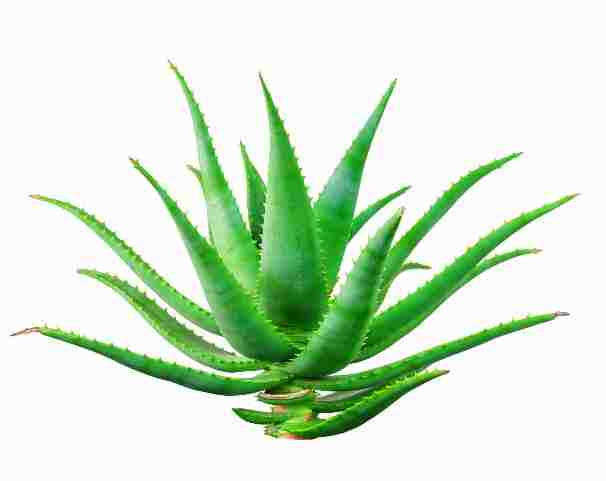 Print On Canvas Cactus I 600X600mm