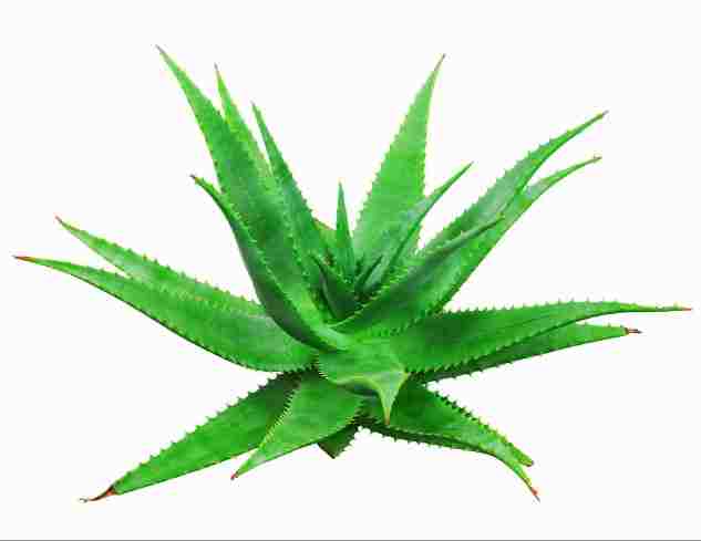 Prints On Canvas -Cactus III (600X600)