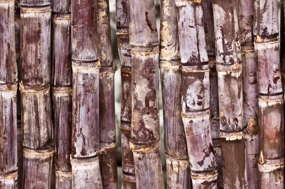 Print On Canvas Bamboo 1500X700mm