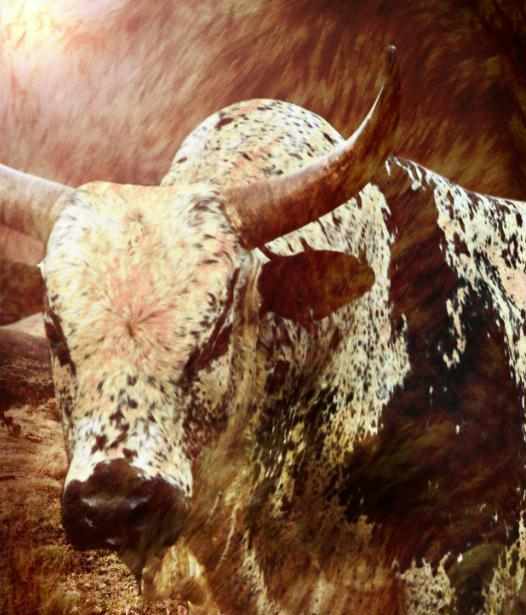 Print On Canvas Cow 1500X980mm