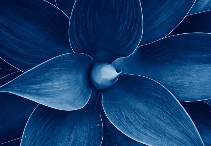 PRINT ON CANVAS AGAVE BLUE CACTUS 1200X800MM