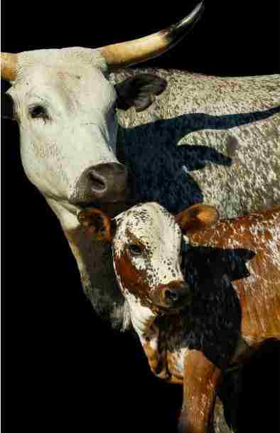 Print on Canvas - NGUNI COW & CALF (800x1200)