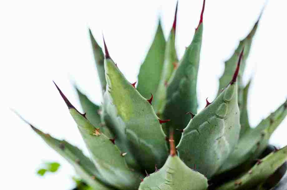 Print On Canvas Cactus 1200X800mm