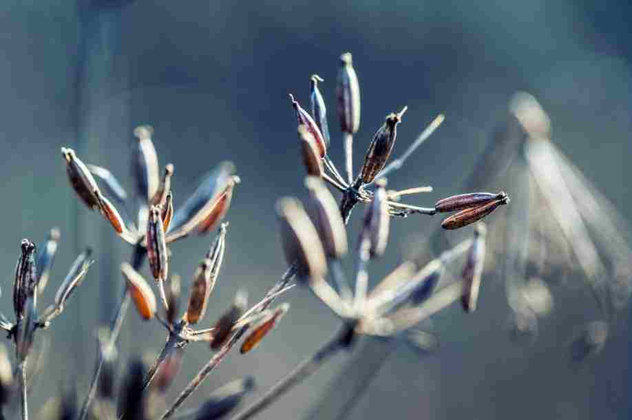 Print On Canvas- Autumn Grass 400X600mm