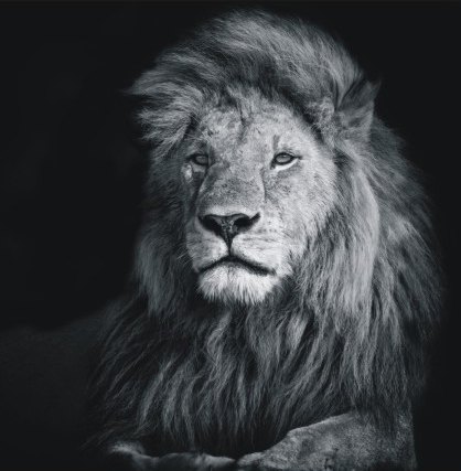 Print On Canvas Lion Head 550X550mm