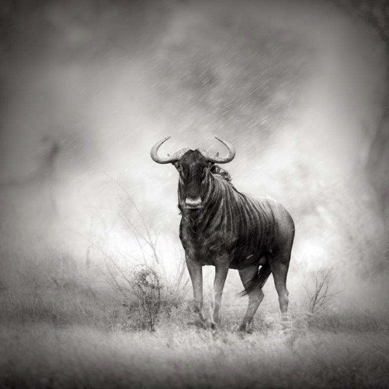 AS250 - AS250 LONELY WILDEBEEST 1220 X 1220