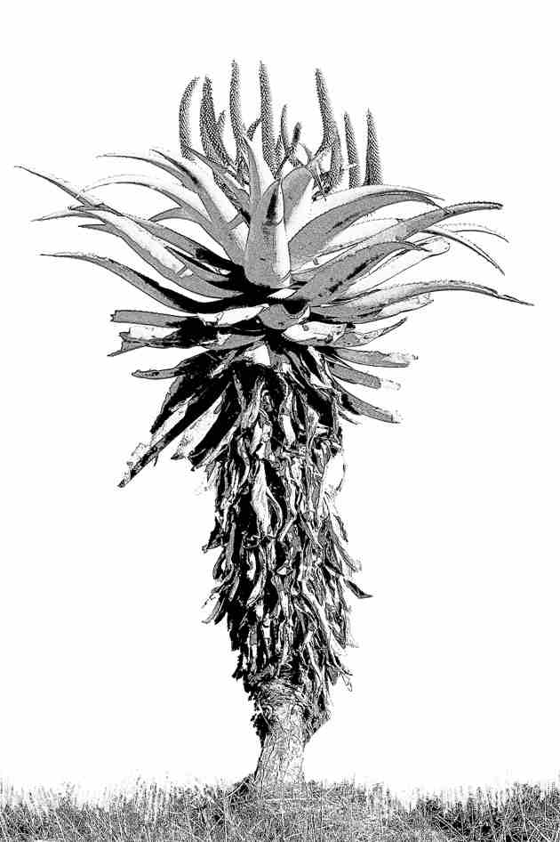 AS164 - B & W ALOE 825X X 550