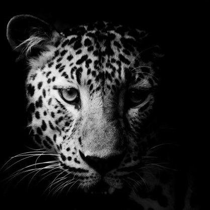 PRINT ON CANVAS LEOPARD HEAD 550X550MM