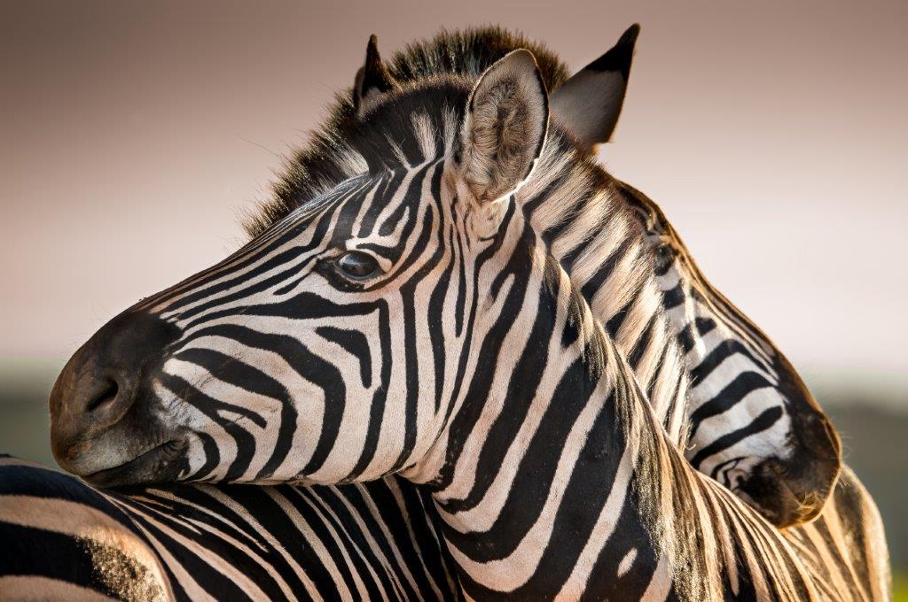 PXM014 - Zebra (1200 X 800)