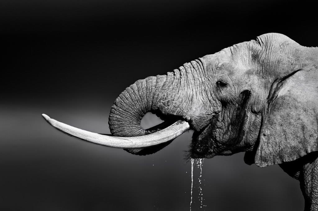 Print On Canvas Elephant Drinking Water 1200X800mm