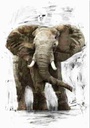 AFRICAN ELEPHANT (800 X 1200) - 1139J