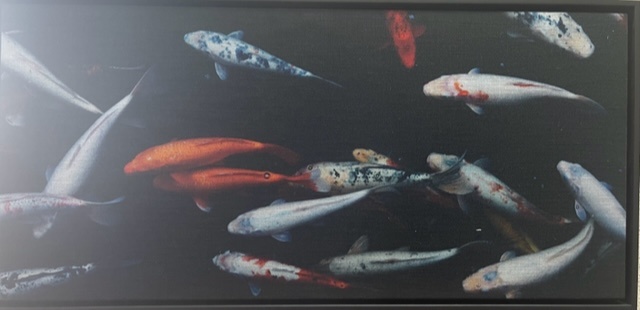[MF141/1169D] PRINT ON FABRIC KOI FISH 970X450MM