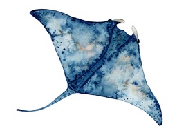 [PXM115] PRINT ON CANVAS STINGRAY 1000X1000MM