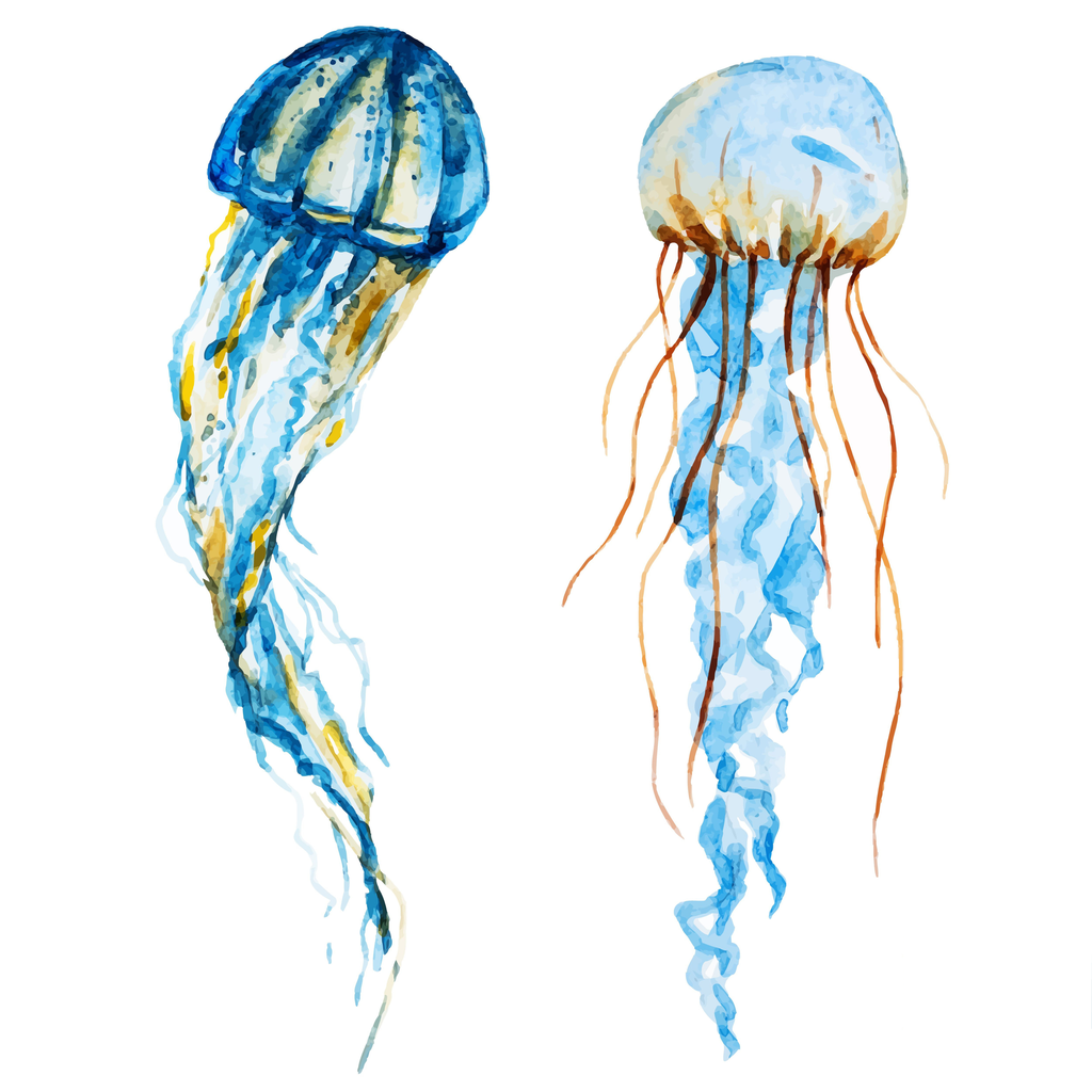 [PXM154/1169-3P] PRINT ON CANVAS JELLYFISH 1000X1000MM