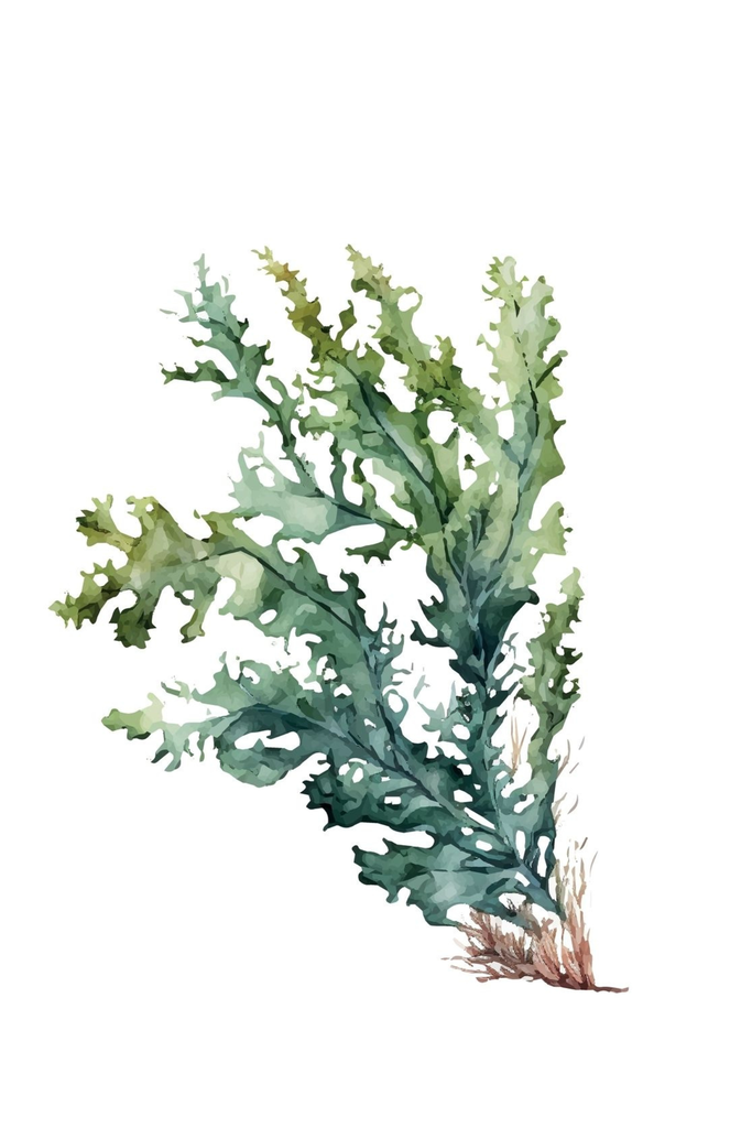 [PXM156 (600x400) S] Print on Canvas - Seaweed 2 (600x400)