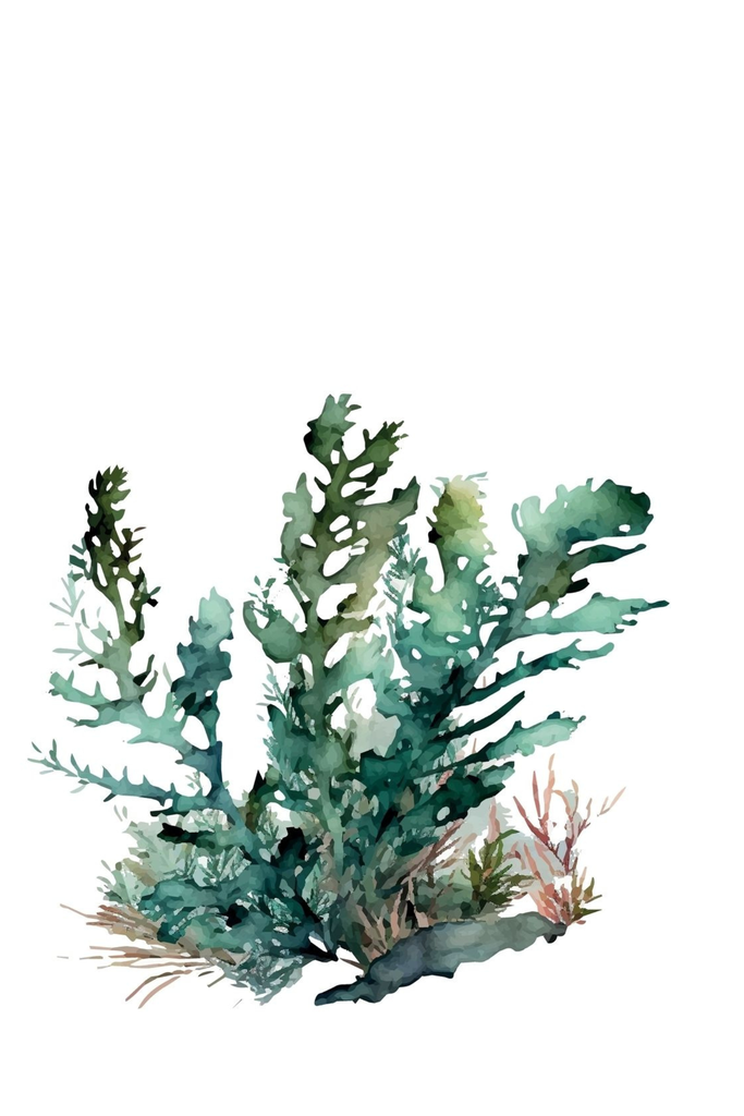 [PXM158] Print On Canvas - Seaweed 4 (600X400)