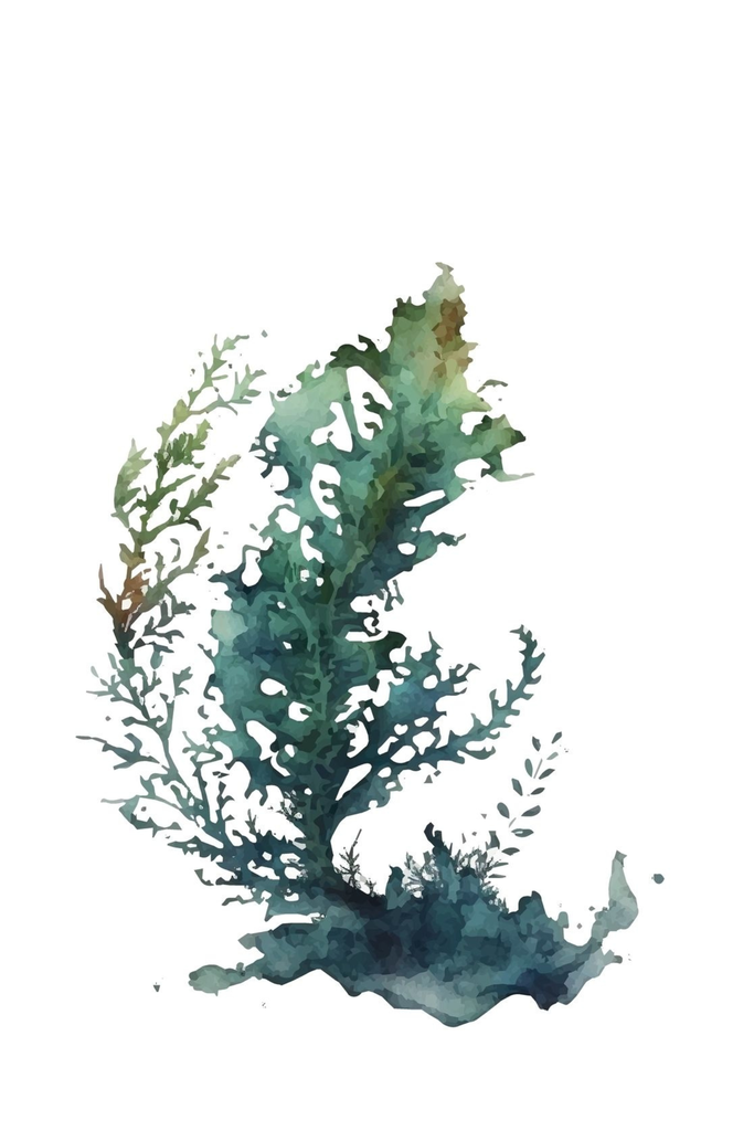 [PXM155/1169-3P] PRINT ON CANVAS SEAWEED 400X600MM