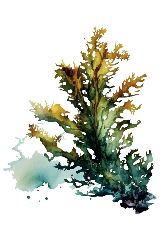 [PXM157/1169-3P] PRINT ON CANVAS SEAWEED 400X600MM