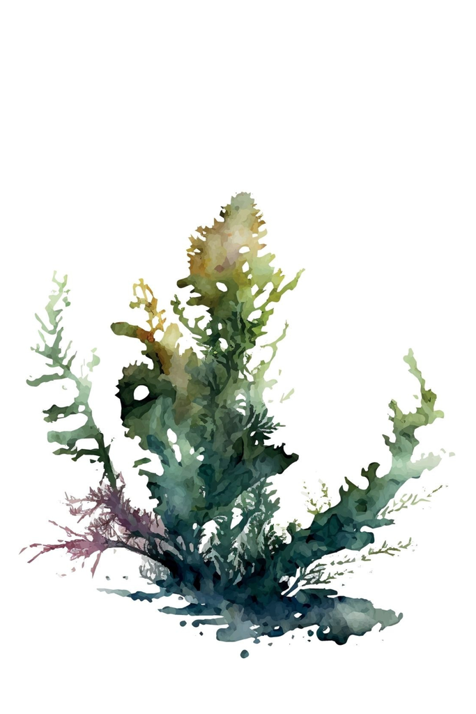 [PXM159/1169-3P] PRINT ON CANVAS SEAWEED 400X600MM