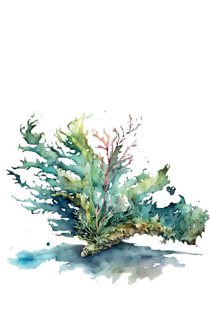 [PXM160/1169-3P] PRINT ON CANVAS SEAWEED 400X600MM